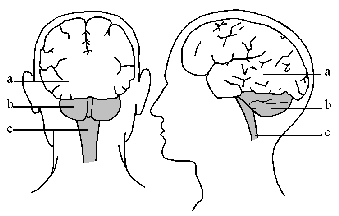 Anatomie van de hersenen 